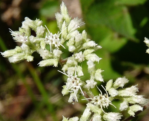 {Eupatorium rotundifolium}